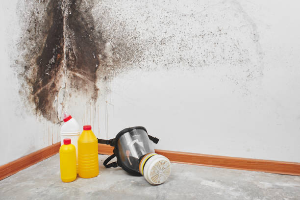 Professional Mold Removal in Blowing Rock, NC